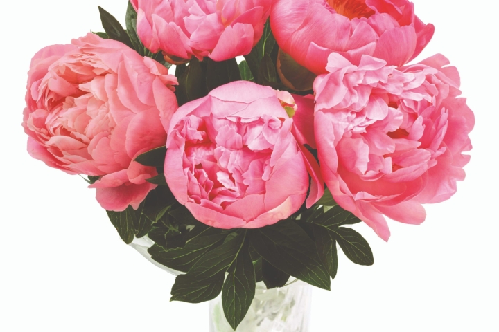 Aldi-British-Peonies-4.49-copy-1-scaled.jpg