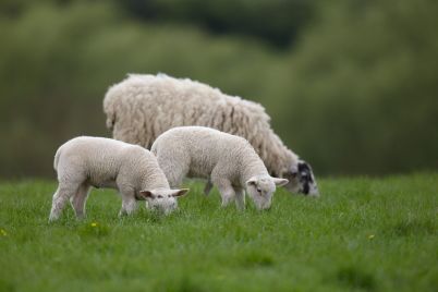 rb_EWE-AND-LAMB-PHOTOS_1942017-54418-EWE-AND-LARGER-LAMBS-APRIL_@300-Copyright-Tim-Scrivener-Agriphoto-1-scaled.jpg